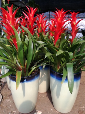 鴻運(yùn)當(dāng)頭