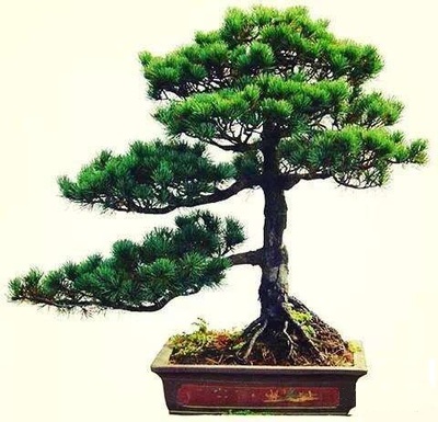 五針松盆景