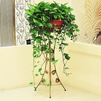 鐵藝架子綠蘿綠蘿