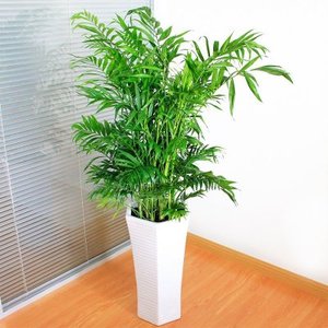 室內綠植租賃銷售