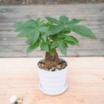 發(fā)財(cái)樹